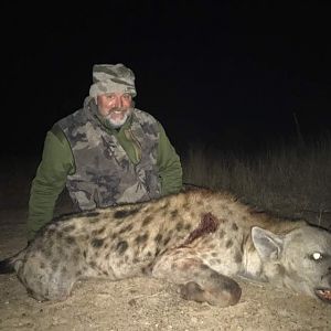 Hunt Spotted Hyena in Zimbabwe