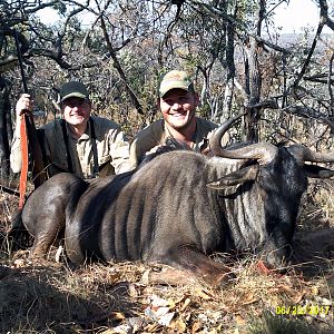 Hunting Blue Wildebeest South Africa