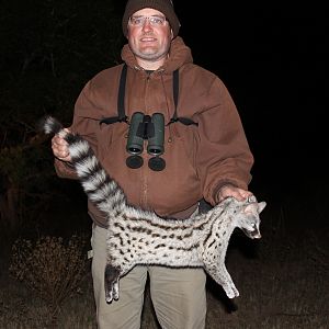 South Africa Hunting Genet Cat