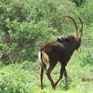 Sable Antelope