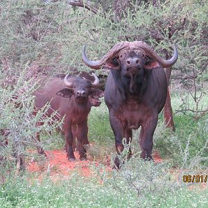 Cape Buffalo Bull