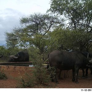 Trail Cam Cape Buffalo