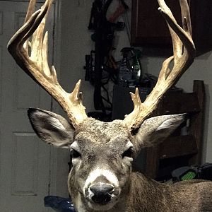 South Texas Whitetail Deer Shoulder Mount Taxidermy