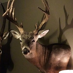 South Texas Whitetail Deer Shoulder Mount Taxidermy