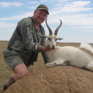 white springbuck