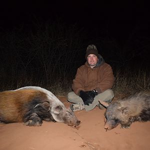 Hunting Bushpig & Brown Hyena South Africa