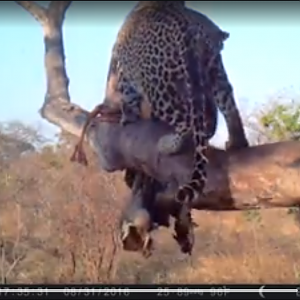 Leopard Hunt with Bullet Safaris