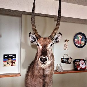 Waterbuck Shoulder Mount Taxidermy