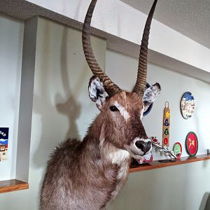 Waterbuck Shoulder Mount Taxidermy