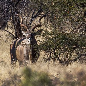 Kudu