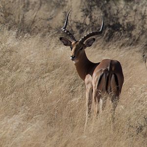 Impala