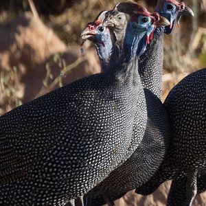 Guinea Fowl