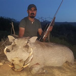 Hunting Warthog South Africa