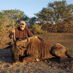 South Africa Hunting Blue Wildebeest