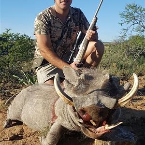 Warthog Hunt in South Africa