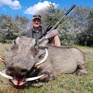 Warthog Hunt in South Africa