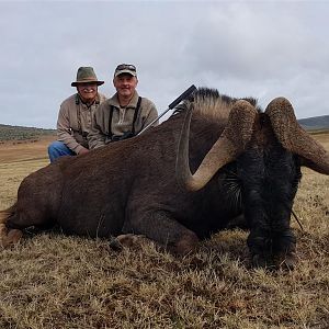 South Africa Hunt Black Wildebeest