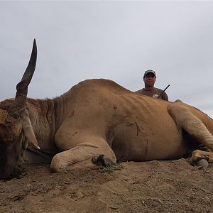 Hunt Eland South Africa