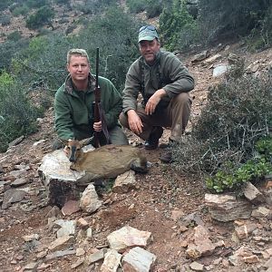 South Africa Hunt Duiker