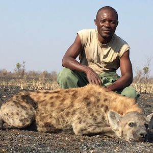 Zimbabwe Hunting Spotted Hyena