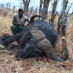 Zimbabwe Hunt Cape Buffalo