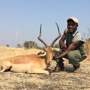 Impala Hunting in Zimbabwe