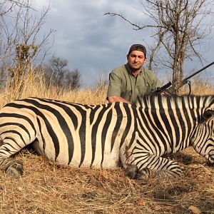 Hunting Burchell's Plain Zebra Zimbabwe