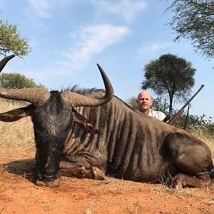 Blue Wildebeest Hunt