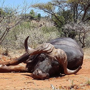 South Africa Hunting Buffalo