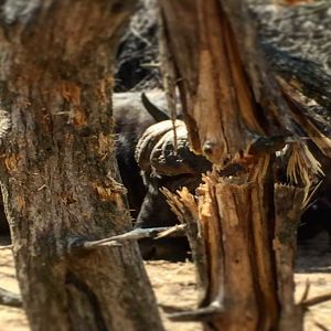 Hunting Buffalo South Africa