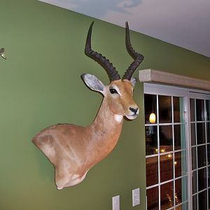 Impala Shoulder Mount Taxidermy