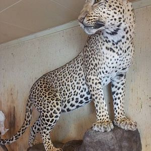 Leopard