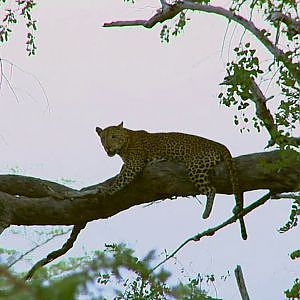 TANZANIA LEOPARD HUNT WITH GAME TRACKERS AFRICA