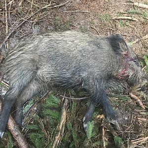 Hog Hunting Germany