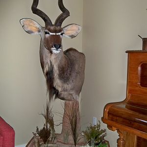 Kudu Shoulder Mount Pedestal Taxidermy