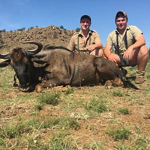 South Africa Hunting Blue Wildebeest