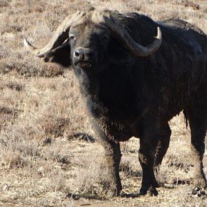 Cape Buffalo Bull