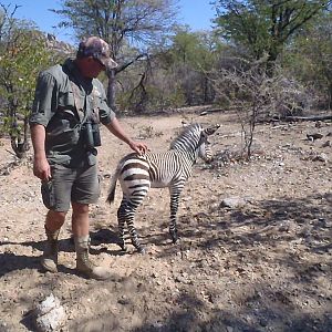 Hartmann's Mountain Zebra Youngster