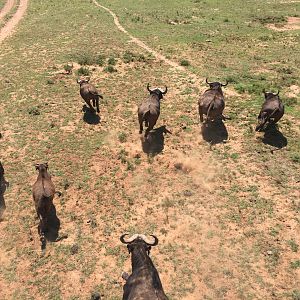 Cape Buffalo Herd on the run