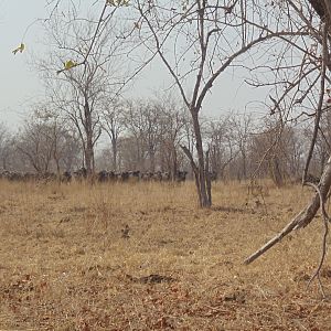 Cape Buffalo Herd