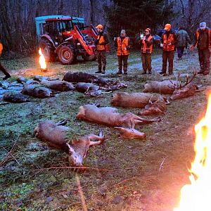 polen wildboar and deer hunt