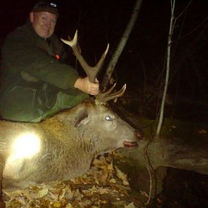 Norway red stag