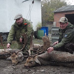 Fallow deer Denmark