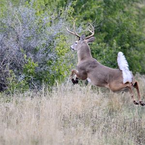 Whitetail Deer