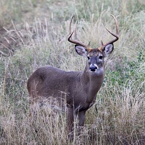 Whitetail Deer