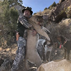 Hunt Mountain Lion Arizona