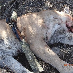 Mountain Lion Hunt in Arizona