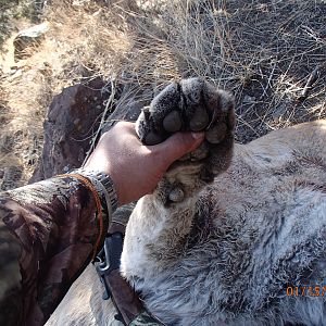 Hunting Mountain Lion Arizona