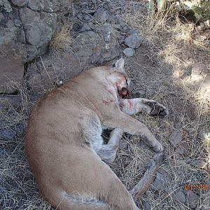 Hunt Mountain Lion Arizona