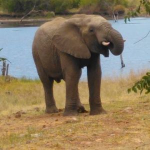 Elephant Pilanesberg Park South Africa